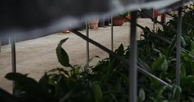 A man in a suit is walking through a greenhouse video