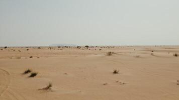 Sand dunes stretch across the desert, with trees visible far in the distance video
