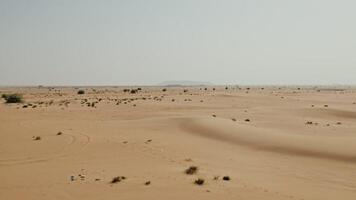 A desert with sand dunes and trees in the background video
