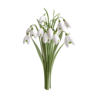 a bouquet of snowdrops beautiful on a transparent background png