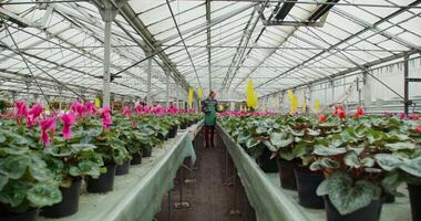 A man is standing in a greenhouse with many plants video