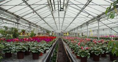 A greenhouse with many different plants in pots video