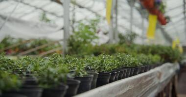 A row of pots of plants in a greenhouse video