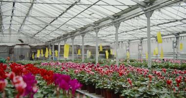 A large greenhouse with many different types of flowers video