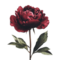 a red peony flower on a transparent background png