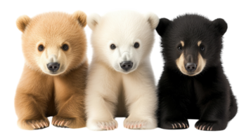 Three adorable bear cubs of different fur colors sitting side by side in a playful pose png