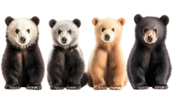 Four adorable bear cubs of different colors sitting together in a row showcasing their unique fur patterns and playful demeanor png
