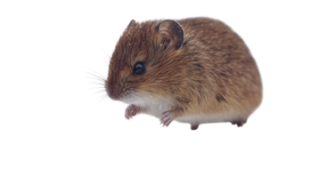 Small rodent showcases its distinctive features in a close-up shot against a white background png
