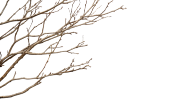 Branches stretching towards a bright sky in a minimalist nature setting during early spring png