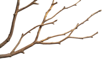 Branch with multiple twigs against a white background highlighting its natural textures and shapes png