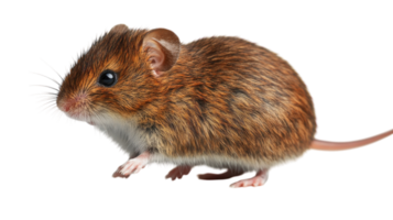 Cute small brown mouse with soft fur and shiny eyes exploring its surroundings in a bright environment png