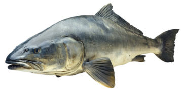 Large fish swimming in clear water with a sleek body and prominent fins showcasing aquatic life in a serene environment png