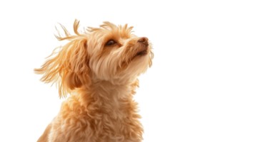 Fluffy dog looking upwards against a plain background with mid-length light golden fur and an inquisitive expression png