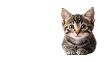 Cute playful kitten lying down and looking curiously at the camera in a cozy indoor setting during daytime with soft lighting png