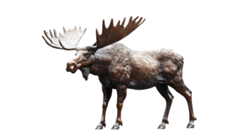 Bronze sculpture of a moose standing prominently in a gallery setting with detailed features and naturalistic design png