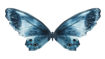 Magnificent blue butterfly displaying intricate patterns with wide open wings against a plain background png