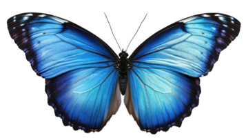 Stunning blue butterfly displaying vibrant wings in natural habitat, showcasing intricate patterns and colors in detail png