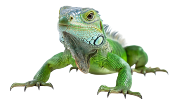 Iguana showcasing vibrant green scales and strong limbs while basking under bright lights in a studio setting png