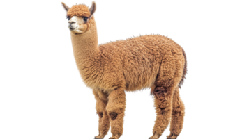 Brown alpaca standing gracefully against a white background with fluffy wool and alert expression in natural pose png