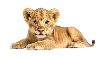 Cuddly lion cub resting on a soft surface while displaying its playful nature png