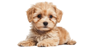 Cute fluffy puppy with soft fur lying down in a playful and curious pose under bright light in a studio setting png
