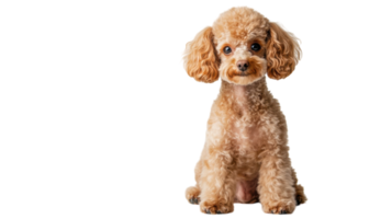 Cute poodle sitting gently with a playful expression against a white background in a well-lit environment png