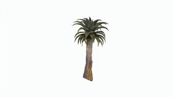 3D rendering of a unique, stylized palm tree design video