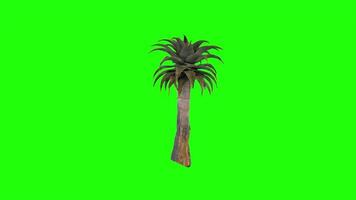 3D rendering of a tall green palm tree against a vibrant background video