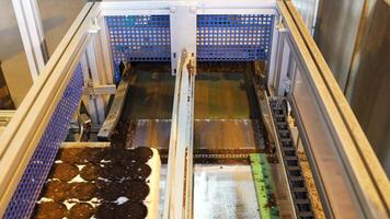 Seeded pallets of pots automatically filled with soil mix. Smart gardening for healthy nutrient soil video