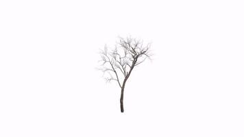 Realistic 3D rendering of a dried tree with intricate branches video