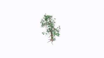 3D rendering of a tree with detailed branches and vibrant leaves video