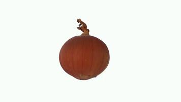 Realistic 3D rendering of a fresh onion for culinary visualization video