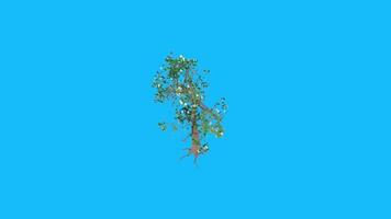 3D rendering of a tree against a blue background video