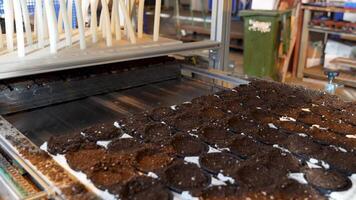 Conveyor belt transports pots with soil and seeds while worker oversees accuracy. Seedling prepare video