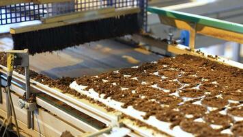 Ready for growing. Automated pallets fill with peat mix pre seeded in pots moving on conveyor belt video