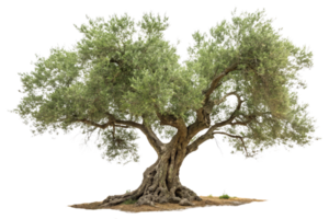 An olive tree with a uniquely twisted trunk, spreading lush branches and a well-defined canopy png