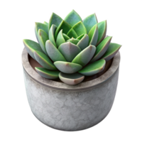 wonderful modern Single Succulent in Concrete Pot Isolated Element high quality png