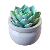 dramatic contemporary Single Succulent in White Pot Isolated high resolution png