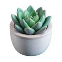 serene creative Single Succulent in White Pot Isolated original png