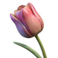 extraordinary rustic Single Tulip Flower Side View Isolated high resolution png