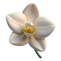 dramatic minimalist Single White Orchid Bloom Side View Transparent Background professional png
