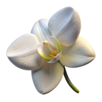 elegant abstract Single White Orchid Bloom Side View Transparent Background high resolution png