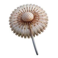 beautiful modern Single Dandelion Flower Front View Isolated Cutout genuine png