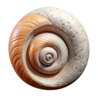 extraordinary minimalist Spiral Shell Cutout with White Background Isolated Element authentic png