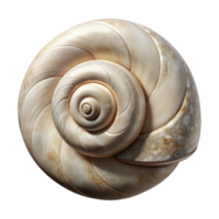 impressive rustic Spiral Shell Texture Cutout with White Background Isolated high resolution png