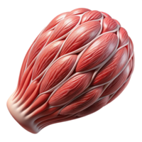 extraordinary creative Synthetic Muscle Tissue Close Up Transparent Background professional png