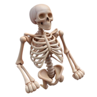 beautiful artistic Skeleton Bones Structure Isolated authentic png