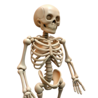 vibrant classic Skeleton Bones Structure Isolated png