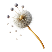 wonderful modern A Single Dandelion Seedhead with Seeds Blo high resolution png