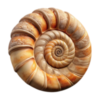magnificent creative Ammonite Fossil Spiral Shell Texture Cutout high resolution png